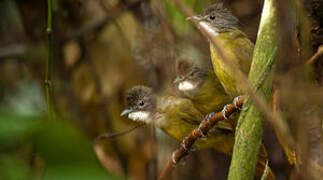 White-bearded Greenbul