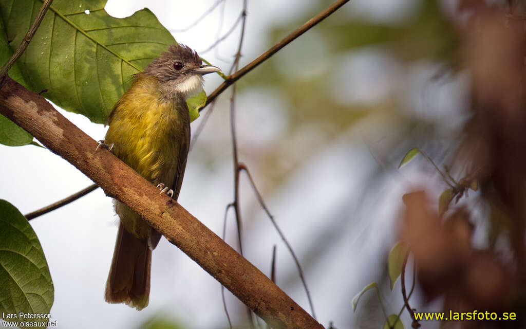 Bulbul de Reichenow