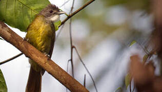 White-bearded Greenbul