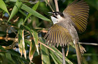 Bulbul de Taïwan