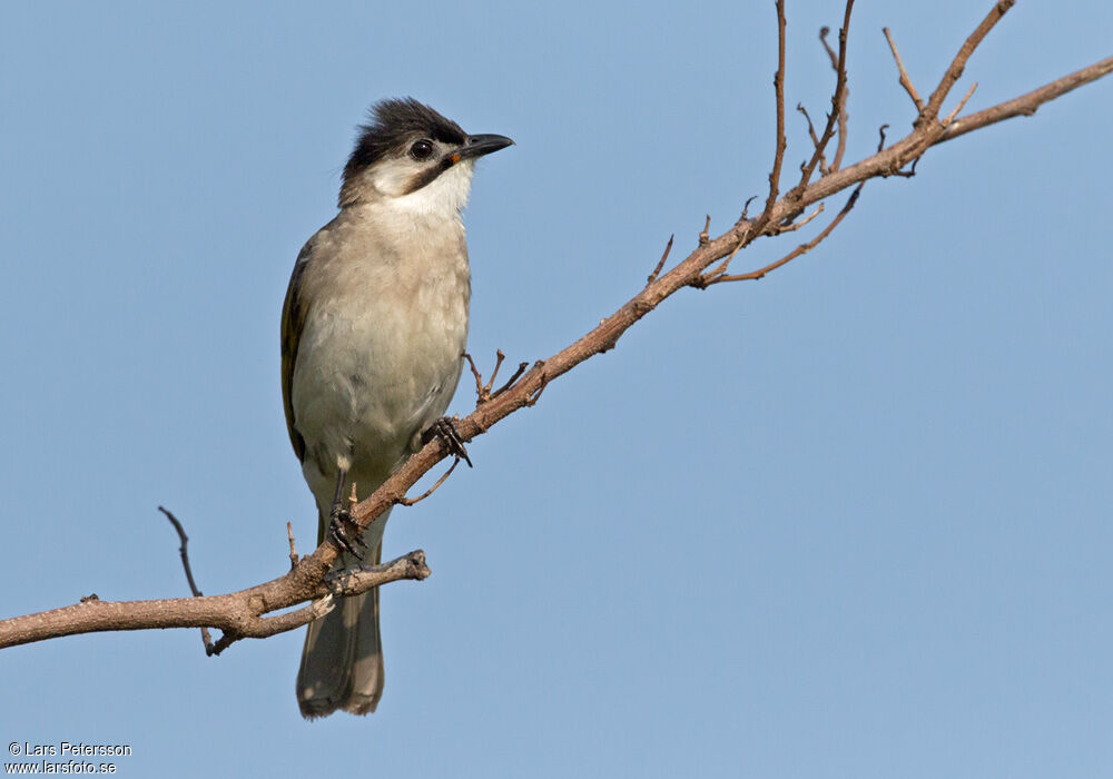Bulbul de Taïwan