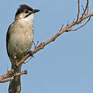 Bulbul de Taïwan