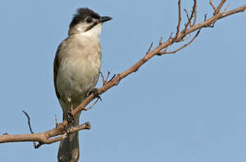 Bulbul de Taïwan