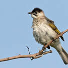 Bulbul de Taïwan
