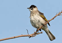 Bulbul de Taïwan