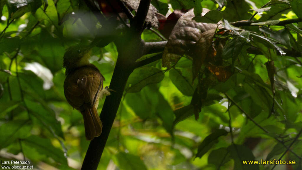 Bulbul de Xavier, identification