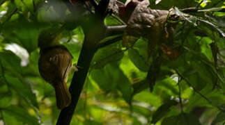 Xavier's Greenbul