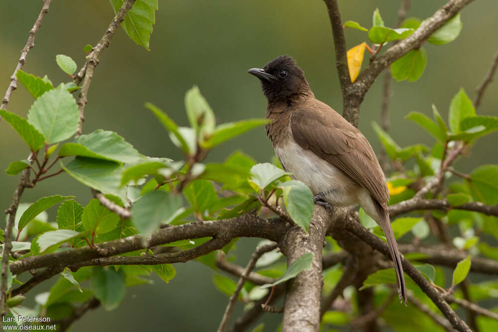 Common Bulbul, habitat, pigmentation