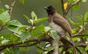 Bulbul des jardins