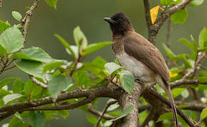 Common Bulbul