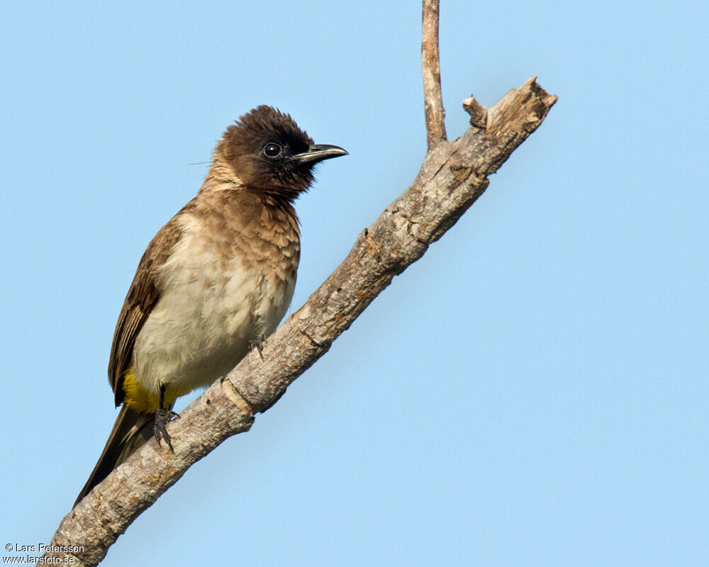 Bulbul des jardins