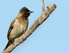 Common Bulbul