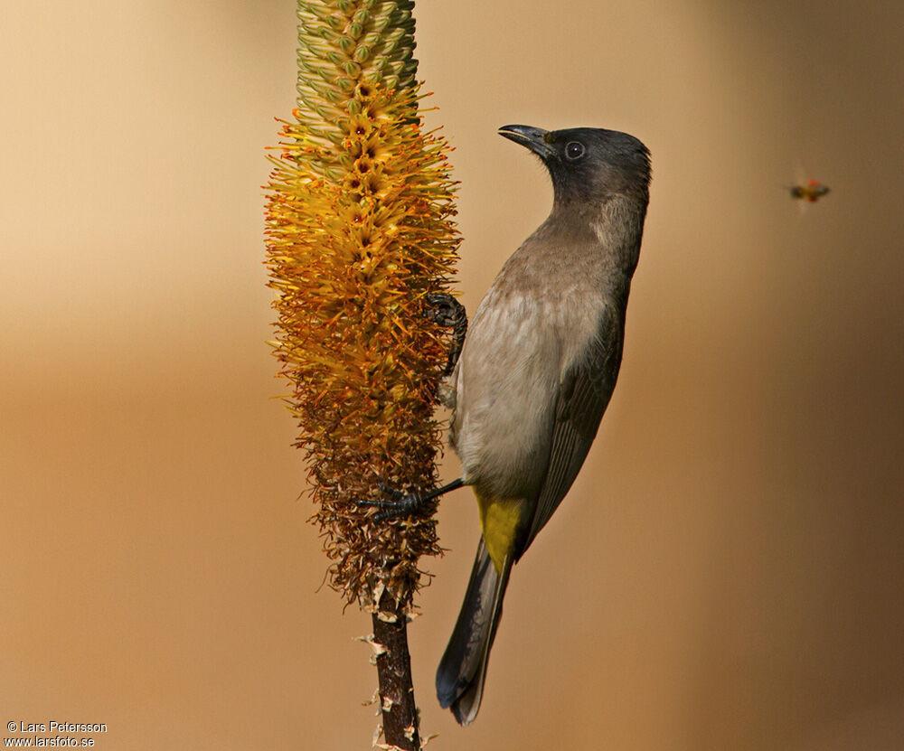 Bulbul des jardins