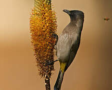 Common Bulbul