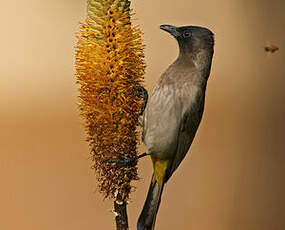 Bulbul des jardins