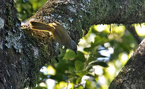 Shelley's Greenbul