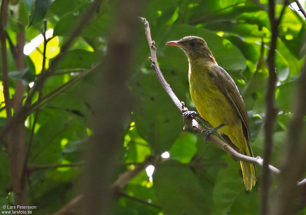 Bulbul doré