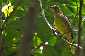 Golden Greenbul