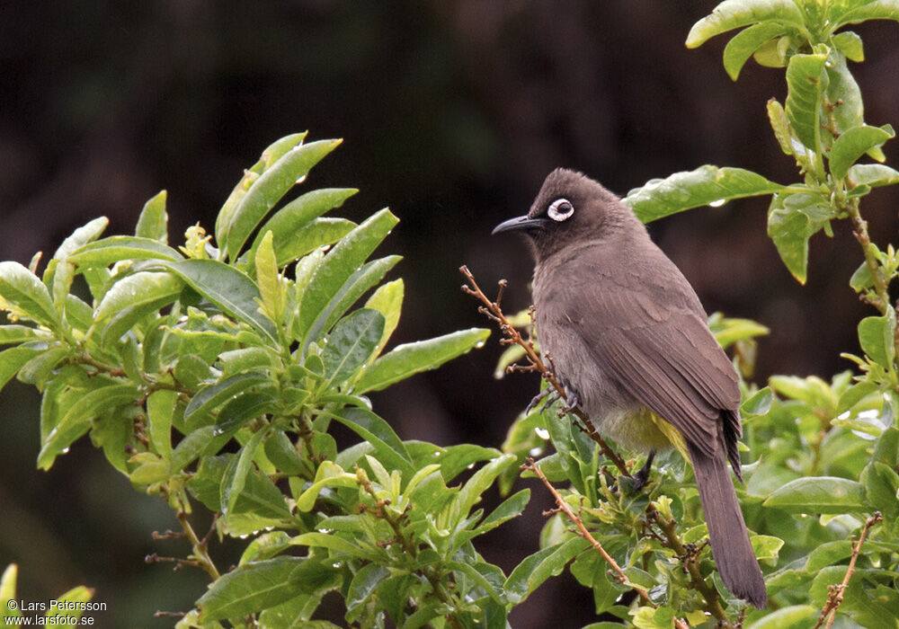 Bulbul du Cap