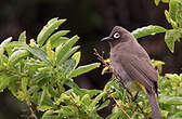 Bulbul du Cap