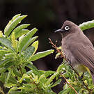 Bulbul du Cap