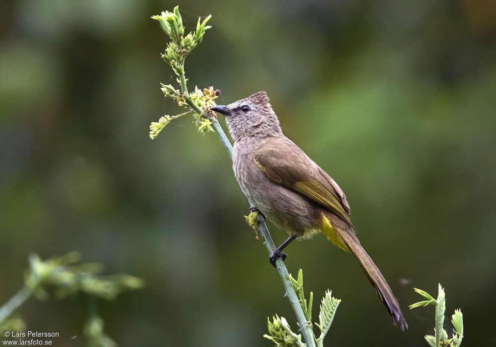 Bulbul flavescent