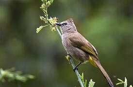 Flavescent Bulbul