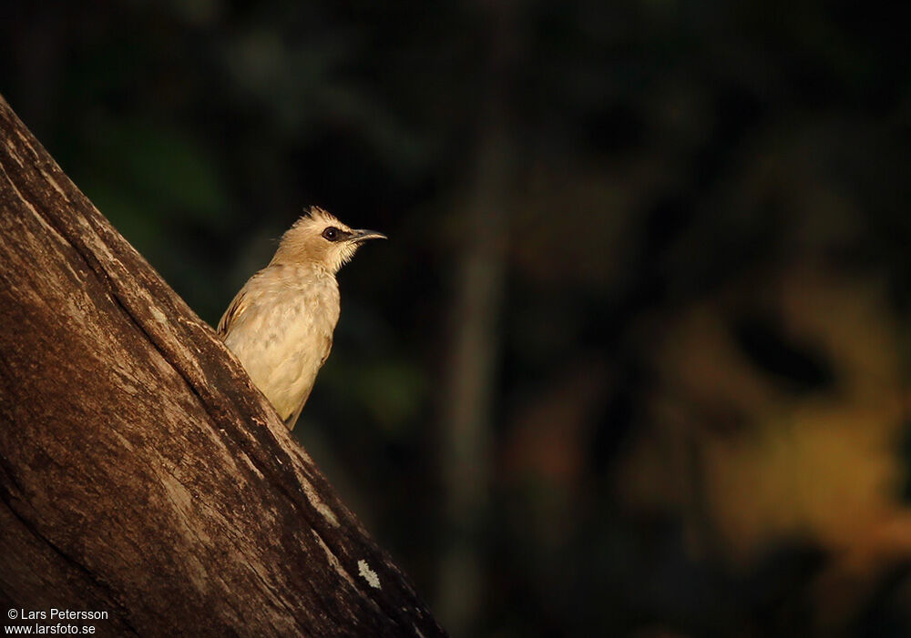 Yellow-vented Bulbul