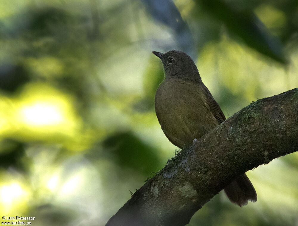 Little Grey Greenbul