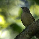 Bulbul gracile