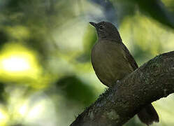 Little Grey Greenbul