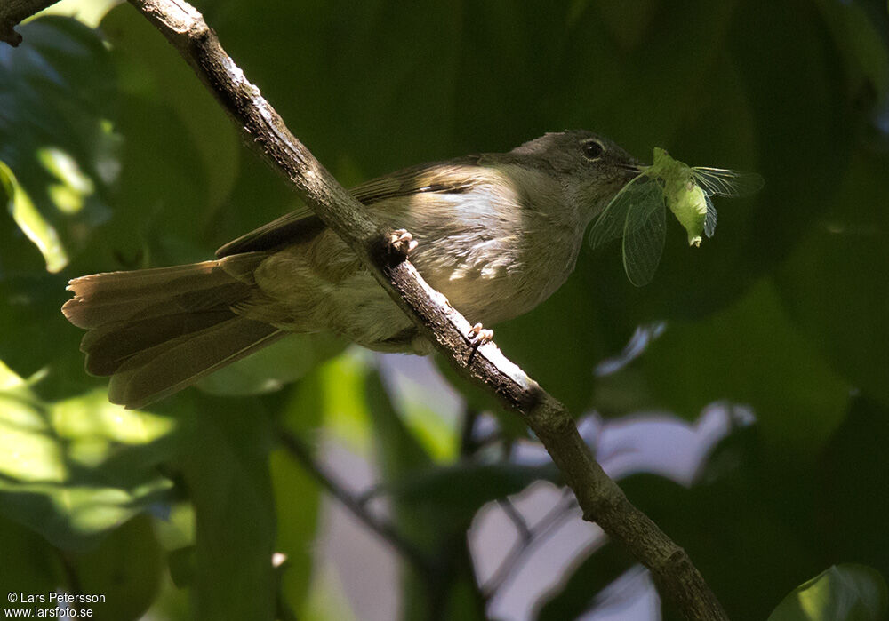 Bulbul gracile