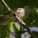Bulbul gracile