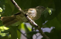 Bulbul gracile