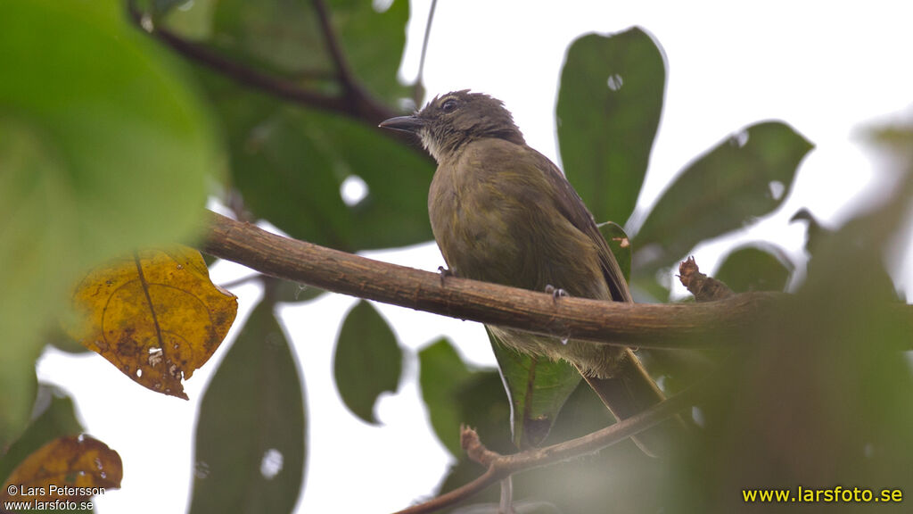 Little Grey Greenbul