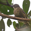 Bulbul gracile