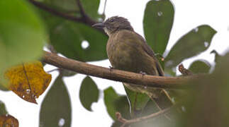 Little Grey Greenbul