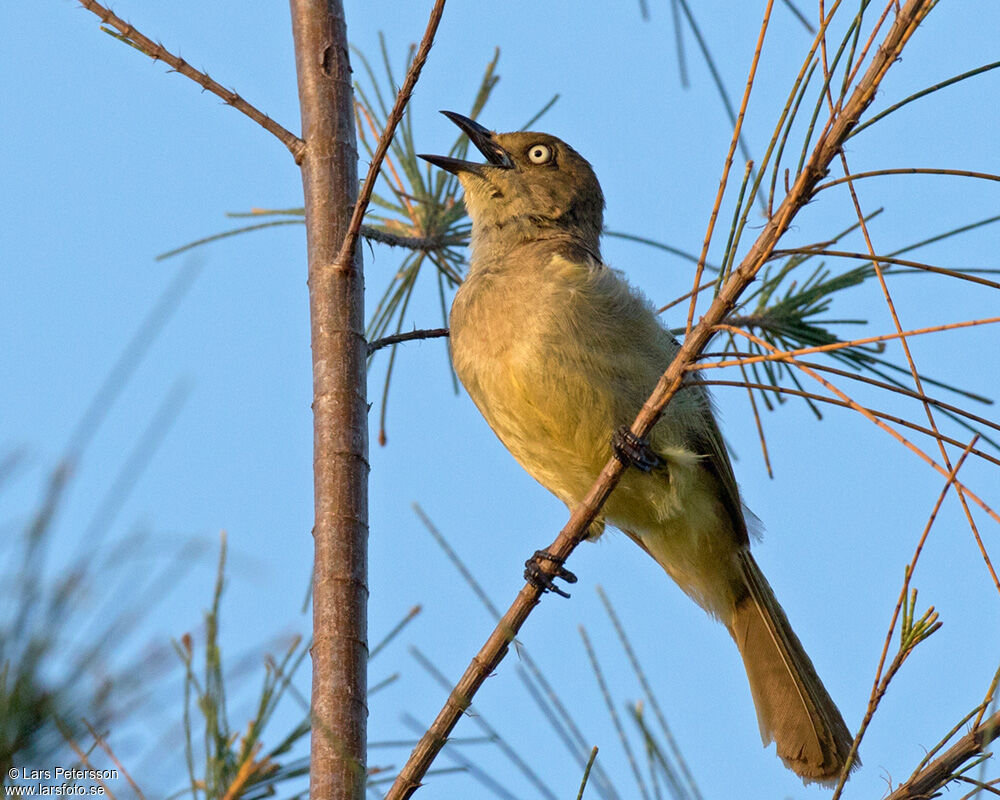 Sombre Greenbul