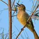 Bulbul importun