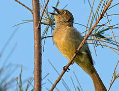 Sombre Greenbul