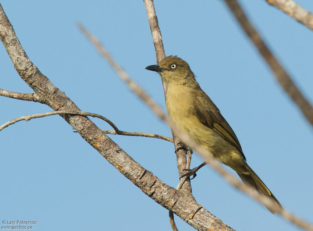 Sombre Greenbul