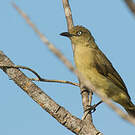 Bulbul importun