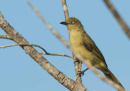 Sombre Greenbul