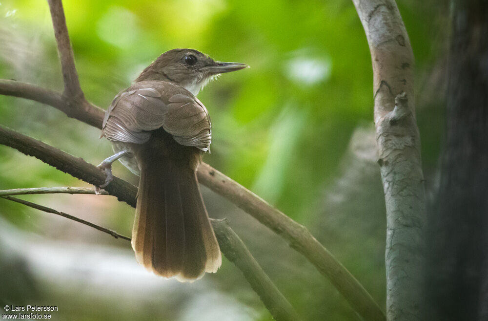 Terrestrial Brownbuladult