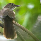 Bulbul jaboteur