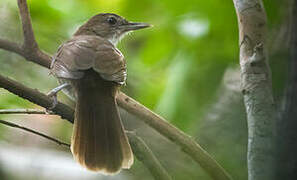 Terrestrial Brownbul