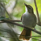Bulbul jaboteur
