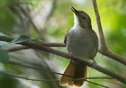 Terrestrial Brownbul