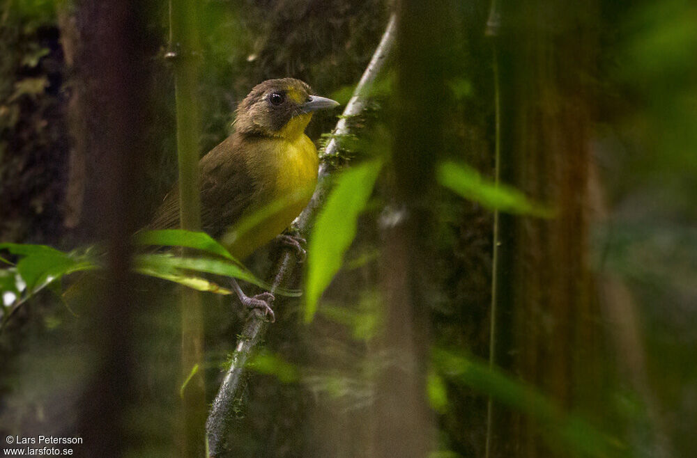 Yellow-lored Bristlebill