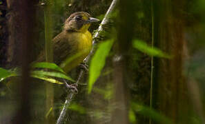 Yellow-lored Bristlebill